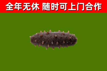 玉林烟酒回收干海参.jpg